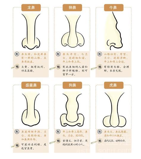 繼室鼻|鼻子面相圖解 (二) 鼻形 